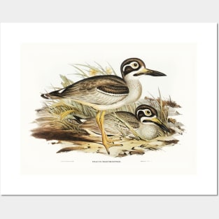 Large-billed Plover (Esacus magnirostris) Posters and Art